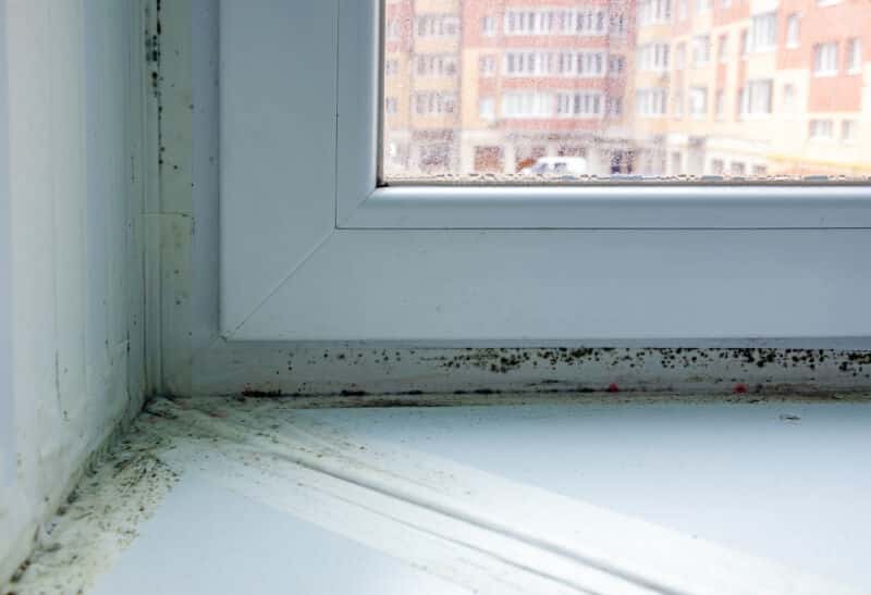 Apartment Mold Contractor