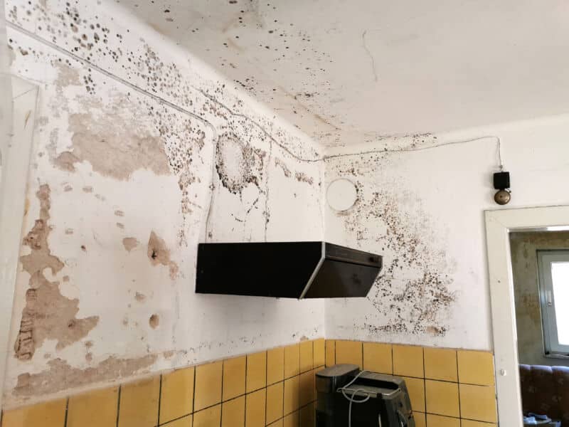 Mold in Apartment Buildings