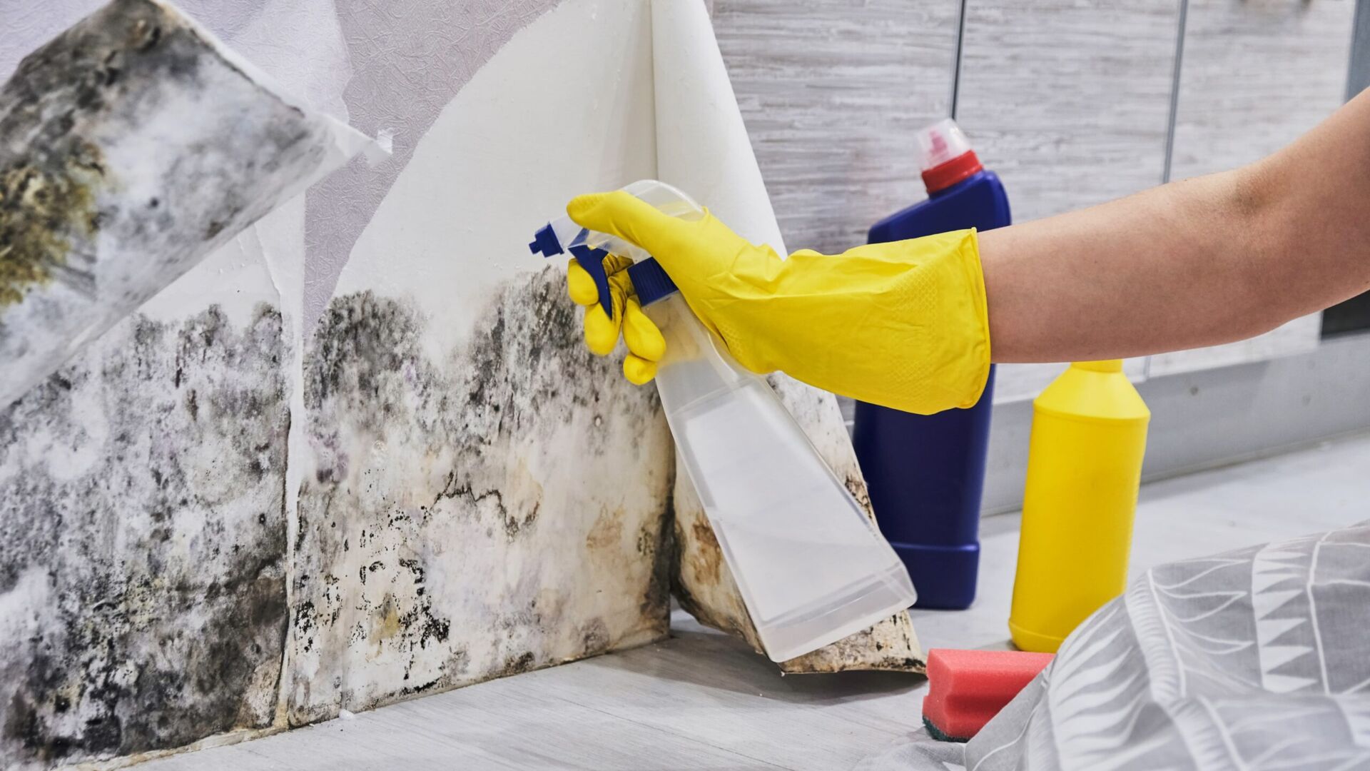 Mold Remediation for Apartments